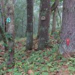 Bear Wood Fairy Door Trail