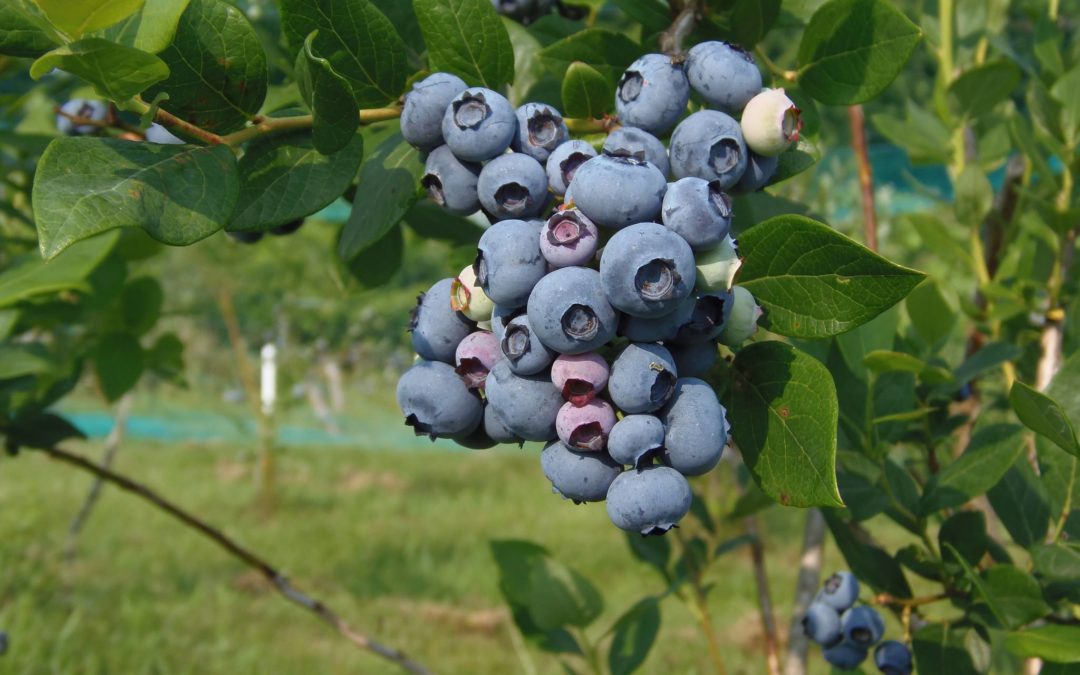 Pick Your Own: Shady Oaks Farm