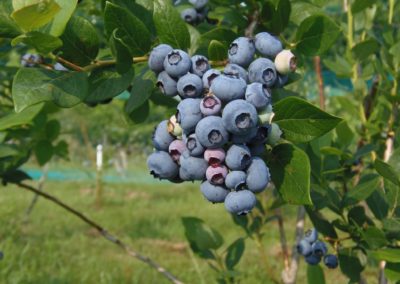Pick Your Own: Shady Oaks Farm