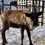Old School Christmas Farm