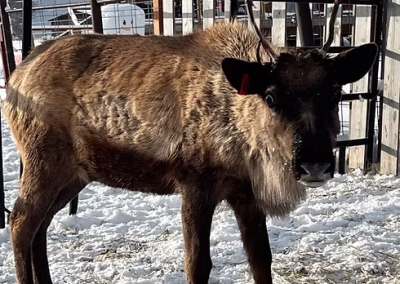 Old School Christmas Farm